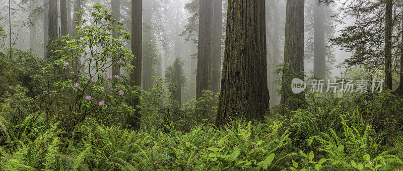 红杉(Sequoia sempervirens)是柏科(柏科)红杉属(Sequoia sempervirens)中唯一的活种。常见的名字包括海岸红杉、加州红杉和巨型红杉。北海岸红杉州立公园;再保险